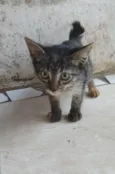 Felinos 