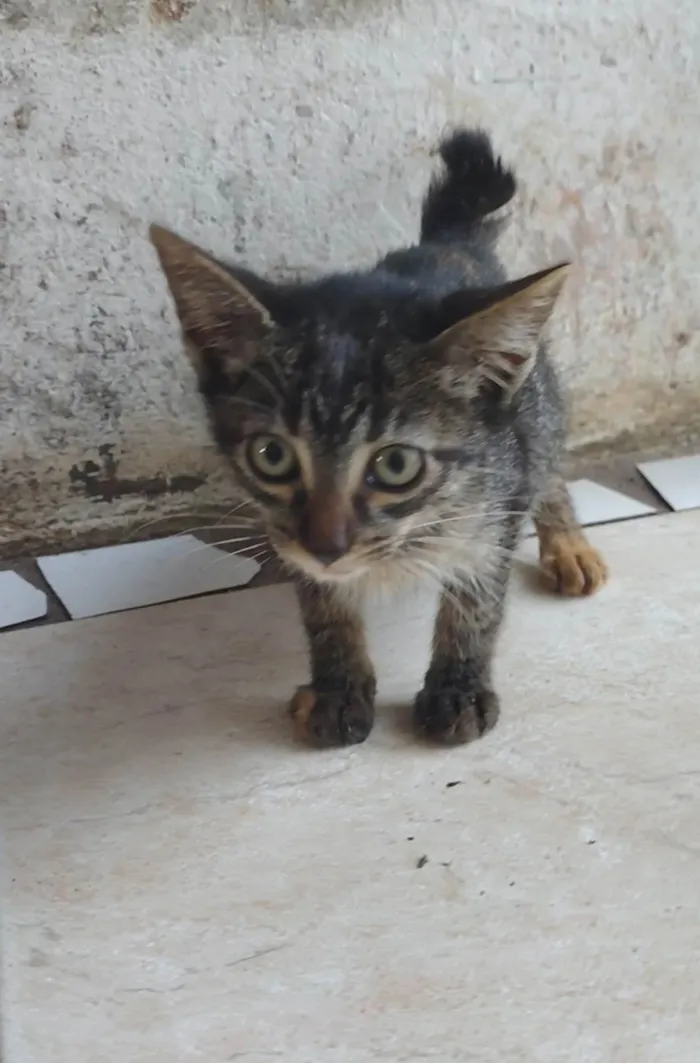 Gato ra a SRD-ViraLata idade Abaixo de 2 meses nome Felinos 