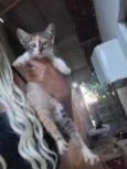 Felinos 