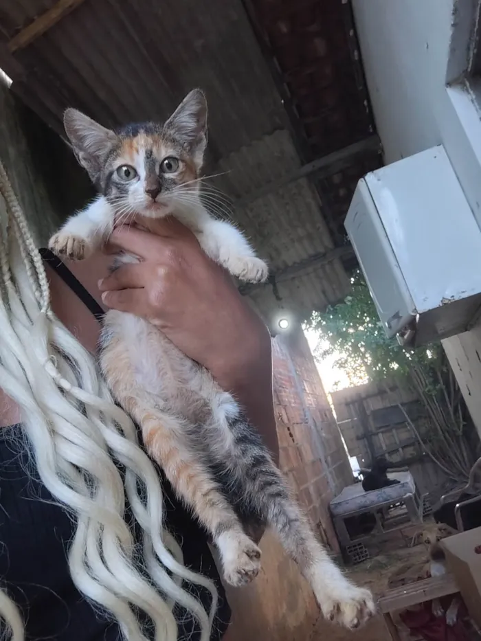Gato ra a SRD-ViraLata idade Abaixo de 2 meses nome Felinos 