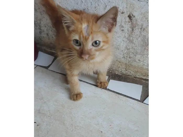 Gato ra a SRD-ViraLata idade Abaixo de 2 meses nome Felinos 