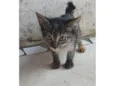 Felinos 