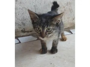 Gato raça SRD-ViraLata idade Abaixo de 2 meses nome Felinos 