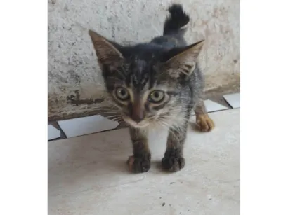 Gato raça SRD-ViraLata idade Abaixo de 2 meses nome Felinos 