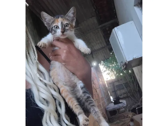 Gato ra a SRD-ViraLata idade Abaixo de 2 meses nome Felinos 