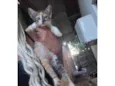 Felinos