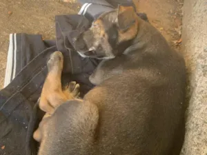 Cachorro raça SRD-ViraLata idade Abaixo de 2 meses nome Zara
