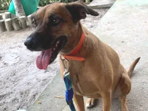 Cachorro raça SRD-ViraLata idade 3 anos nome Kiara caramelo 