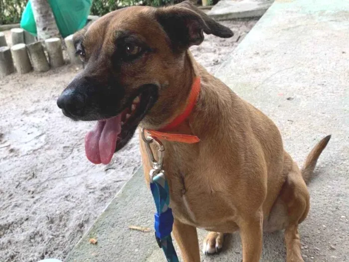 Cachorro ra a SRD-ViraLata idade 3 anos nome Kiara caramelo 