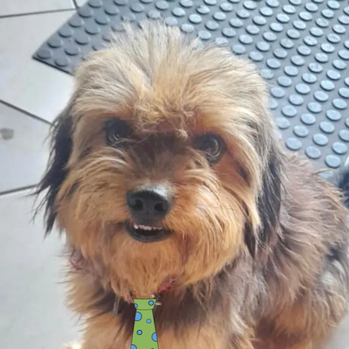 Cachorro ra a Shitzu idade 7 a 11 meses nome Luke 