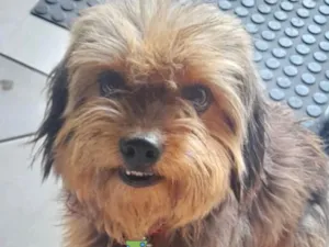 Cachorro raça Shitzu idade 7 a 11 meses nome Luke 