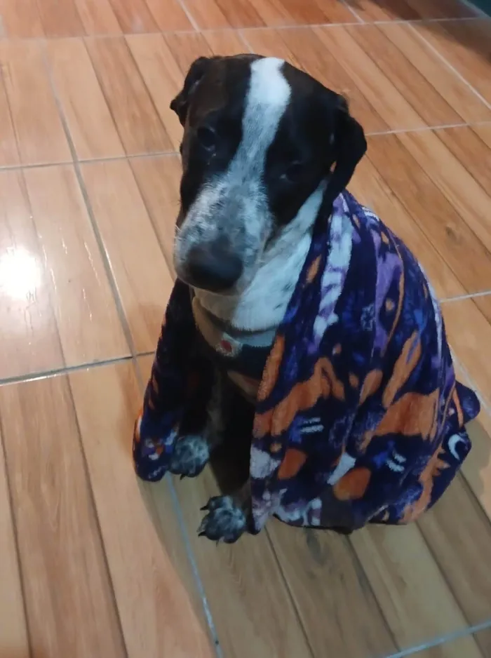 Cachorro ra a SRD-ViraLata idade 2 a 6 meses nome NINO D´VALÊNCIA.