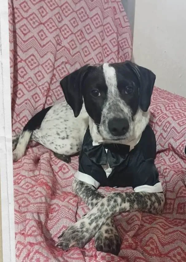 Cachorro ra a SRD-ViraLata idade 2 a 6 meses nome NINO D´VALÊNCIA.