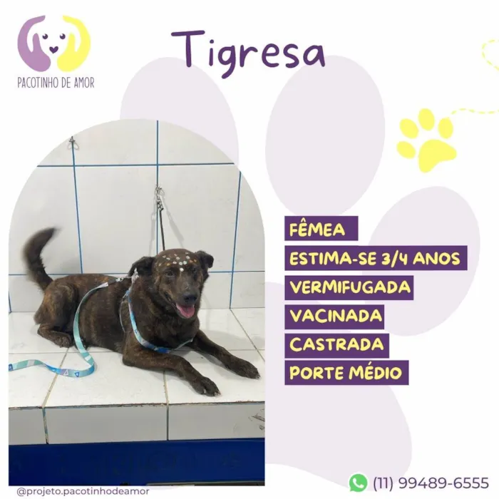 Cachorro ra a SRD-ViraLata idade 3 anos nome Tigresa 