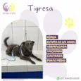 Tigresa