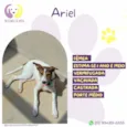 Ariel