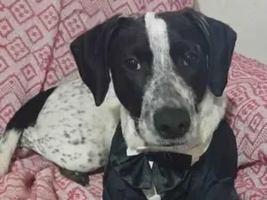 Cachorro raça SRD-ViraLata idade 2 a 6 meses nome NINO D´VALÊNCIA.