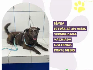 Cachorro raça SRD-ViraLata idade 3 anos nome Tigresa 