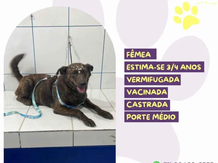 Cachorro ra a SRD-ViraLata idade 3 anos nome Tigresa 