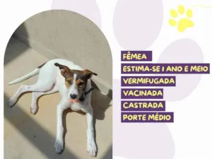 Cachorro raça SRD-ViraLata idade 1 ano nome Ariel