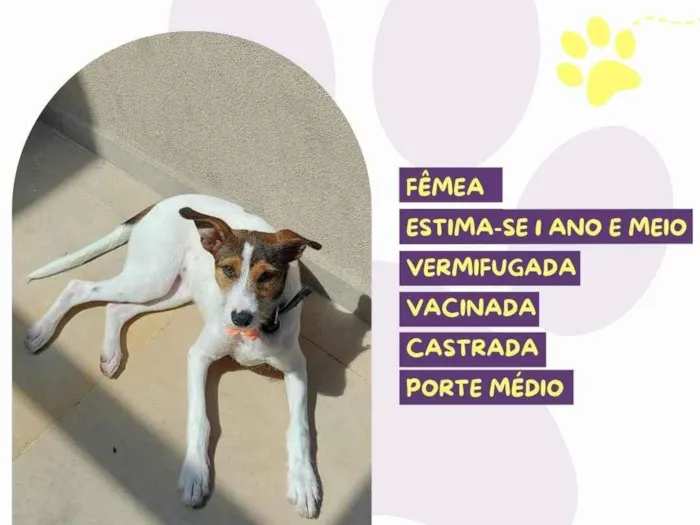 Cachorro ra a SRD-ViraLata idade 1 ano nome Ariel
