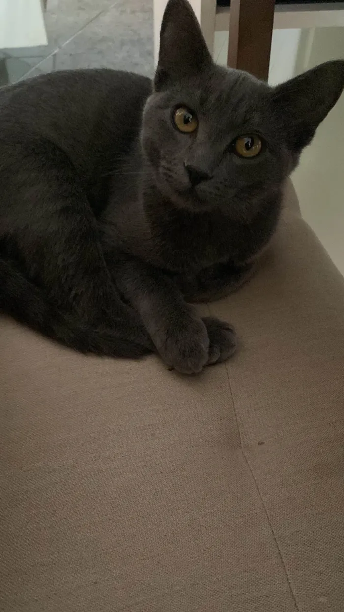 Gato ra a SRD-ViraLata idade 2 a 6 meses nome Zoe 