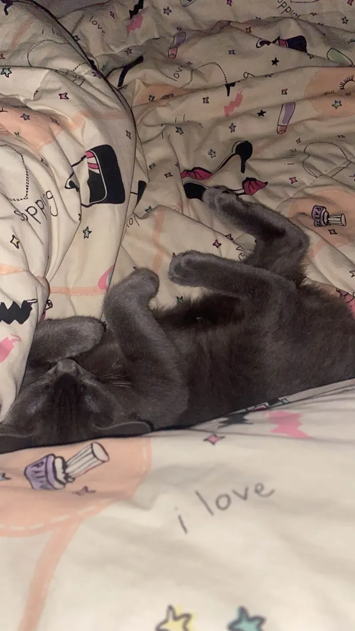 Gato ra a SRD-ViraLata idade 2 a 6 meses nome Zoe 