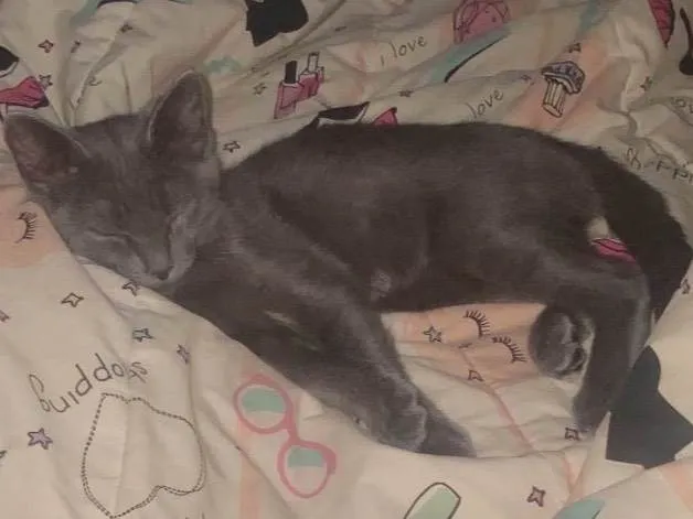 Gato ra a SRD-ViraLata idade 2 a 6 meses nome Zoe 