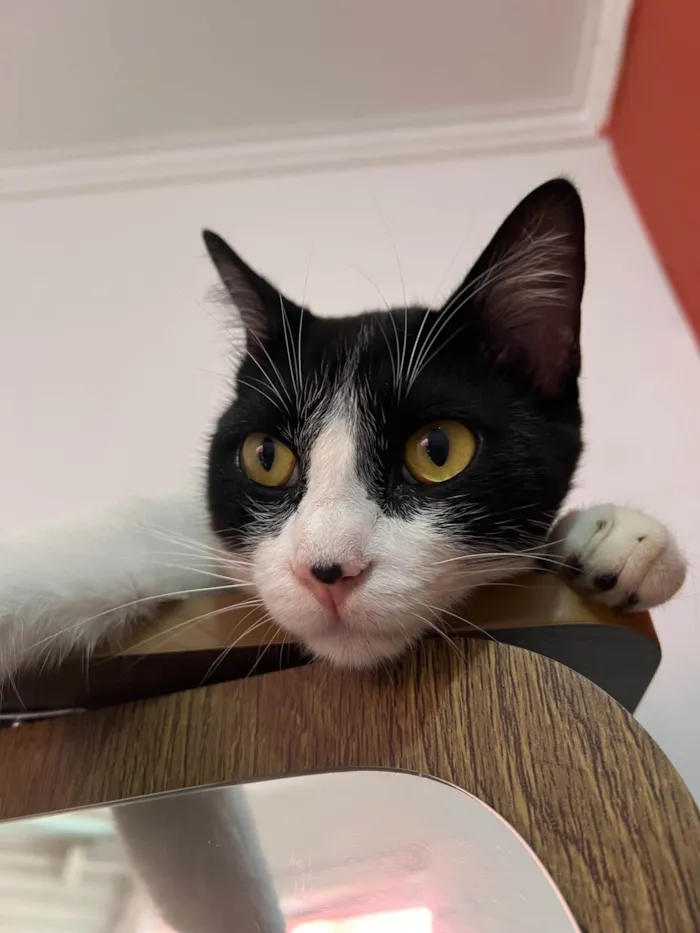 Gato ra a SRD-ViraLata idade 2 a 6 meses nome Malhadinho