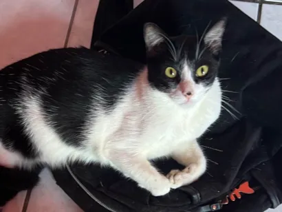 Gato raça SRD-ViraLata idade 2 a 6 meses nome Malhadinho