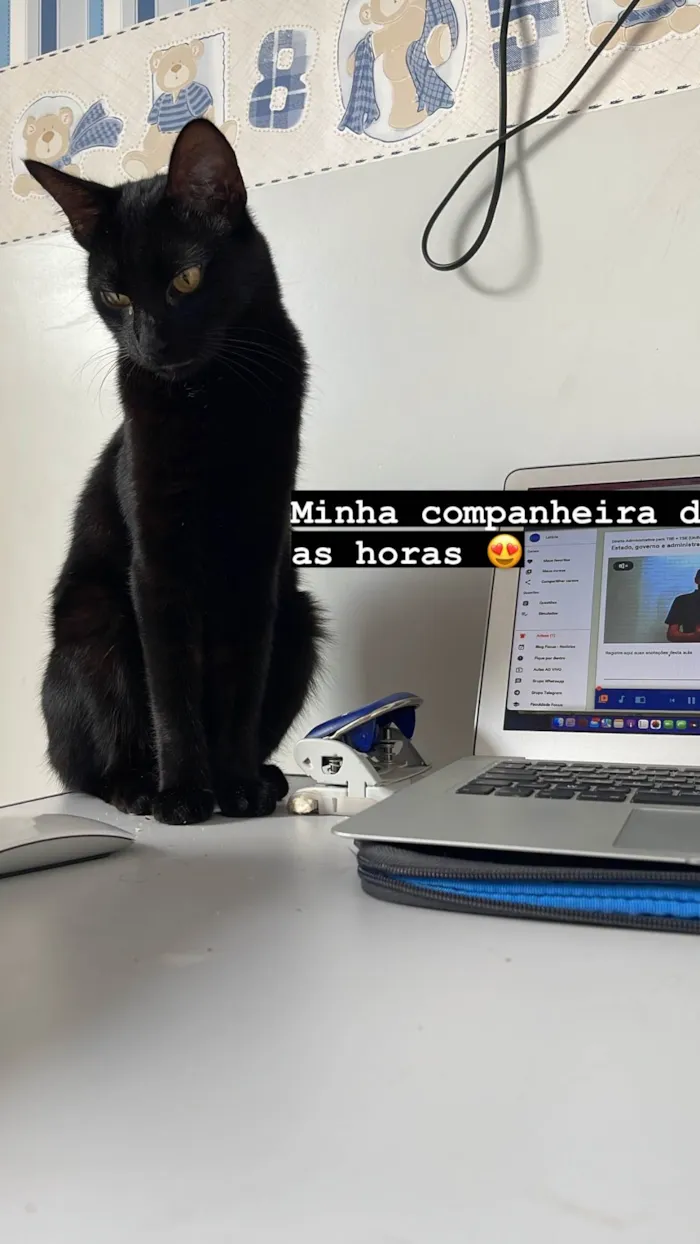 Gato ra a SRD-ViraLata idade 2 anos nome Luna 