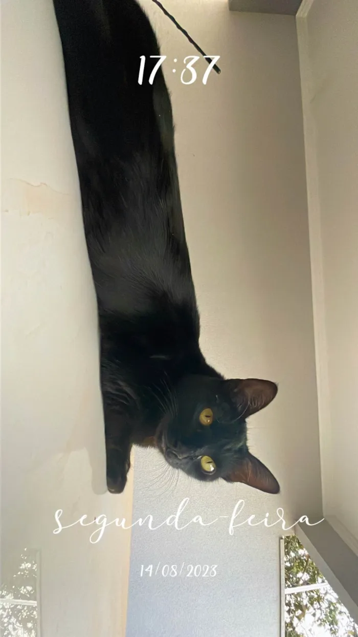 Gato ra a SRD-ViraLata idade 2 anos nome Luna 