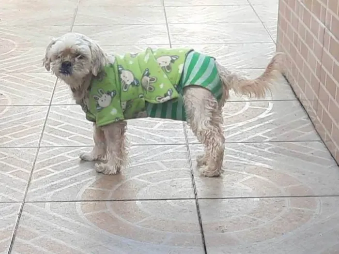 Cachorro ra a Poodle idade 6 ou mais anos nome Mel
