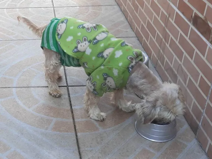 Cachorro ra a Poodle idade 6 ou mais anos nome Mel