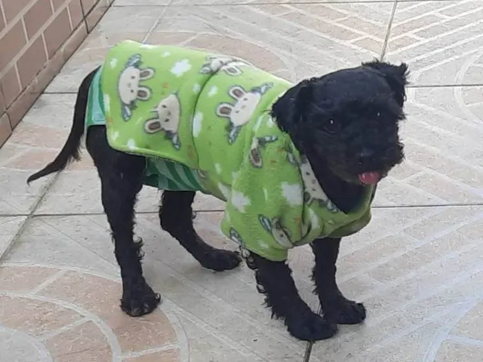 Cachorro ra a Poodle idade 4 anos nome Meg