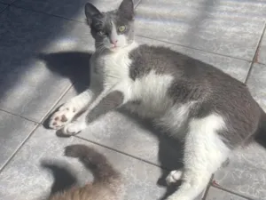 Gato raça Siamês idade 2 a 6 meses nome Sem nome