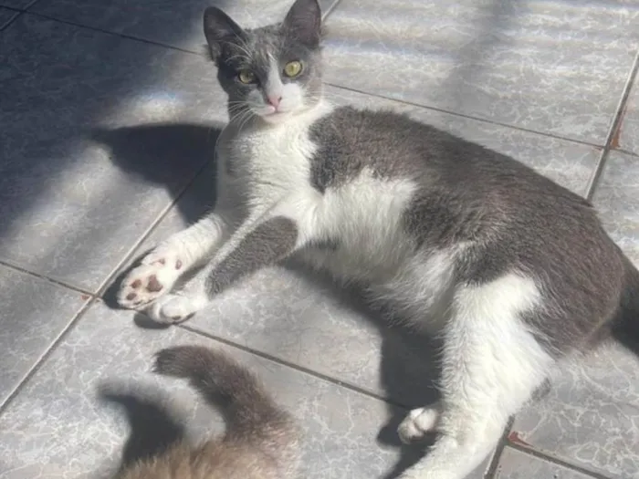 Gato ra a Siamês idade 2 a 6 meses nome Sem nome