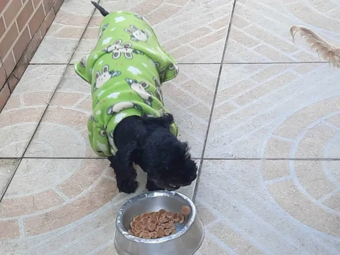 Cachorro ra a Poodle idade 4 anos nome Meg