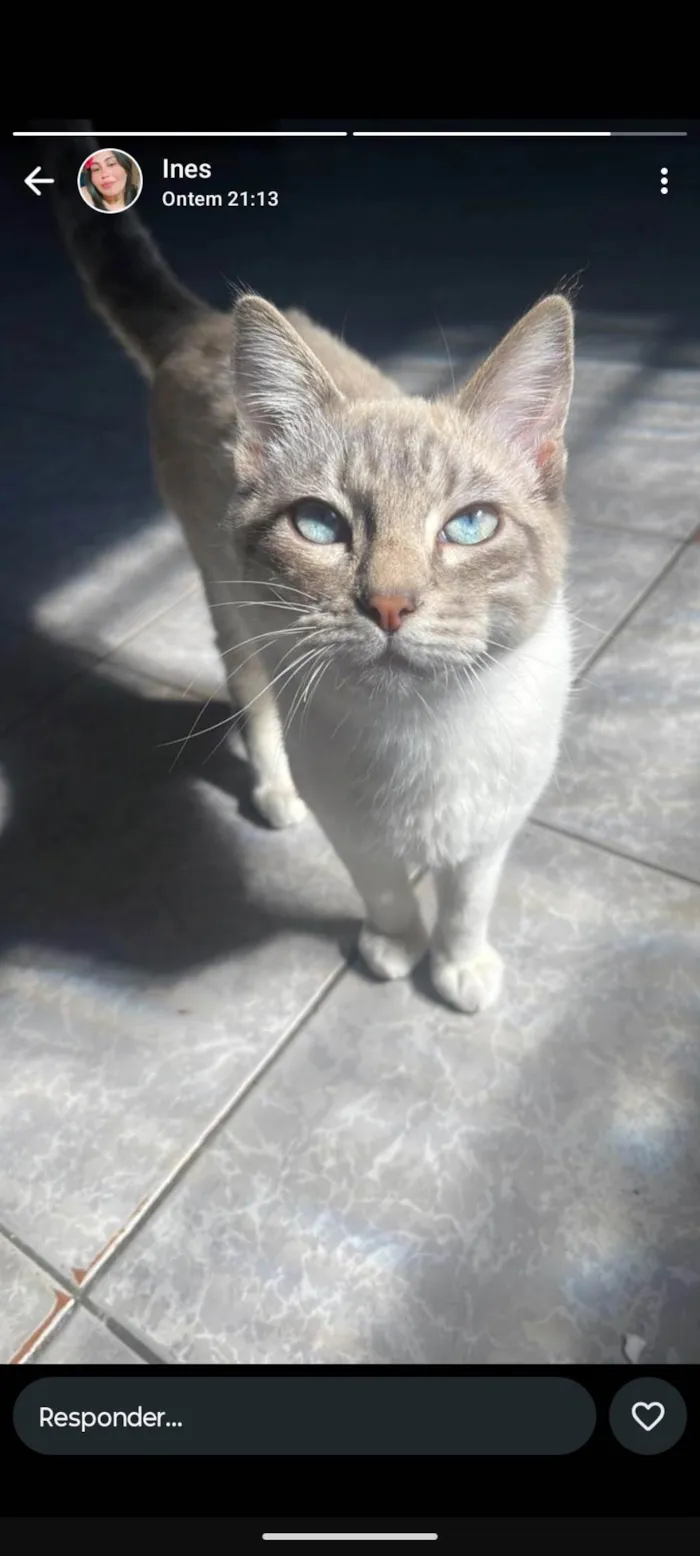 Gato ra a Siamês idade 2 a 6 meses nome Sem nome