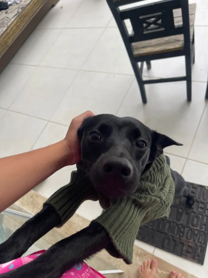 Cachorro ra a SRD-ViraLata idade 1 ano nome Fred 
