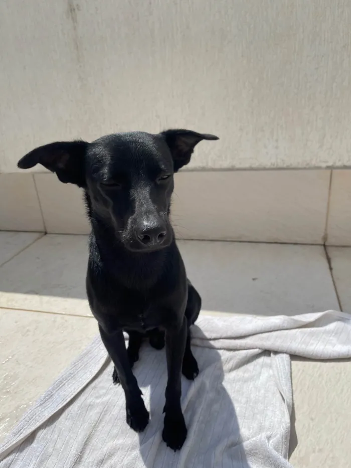 Cachorro ra a SRD-ViraLata idade 1 ano nome Fred 
