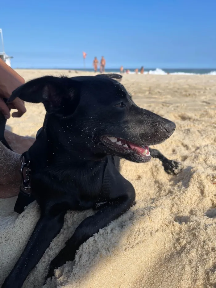 Cachorro ra a SRD-ViraLata idade 1 ano nome Fred 