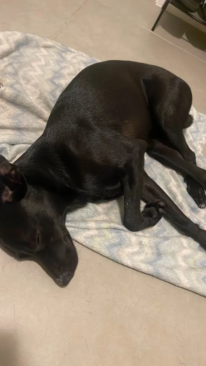 Cachorro ra a SRD-ViraLata idade 1 ano nome Fred 