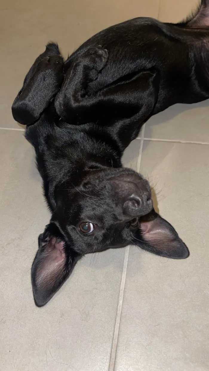 Cachorro ra a SRD-ViraLata idade 1 ano nome Fred 