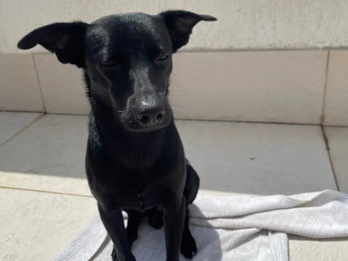 Cachorro ra a SRD-ViraLata idade 1 ano nome Fred 