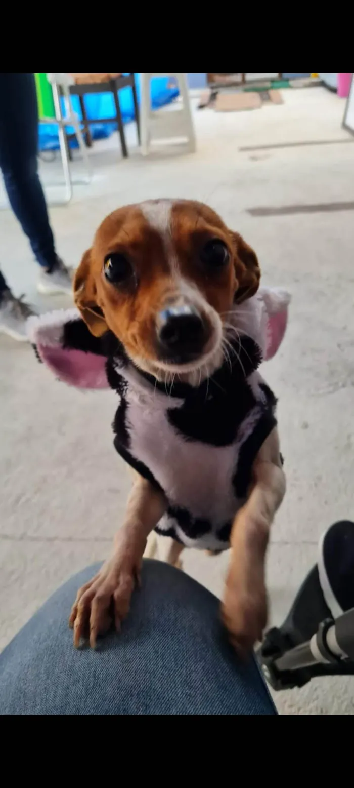 Cachorro ra a SRD-ViraLata idade 2 anos nome Alvin