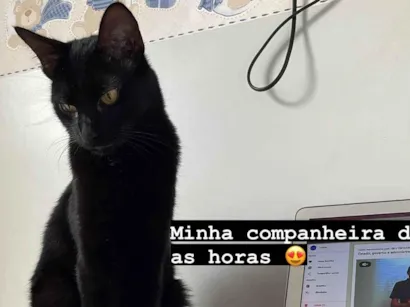 Gato raça SRD-ViraLata idade 2 anos nome Luna 