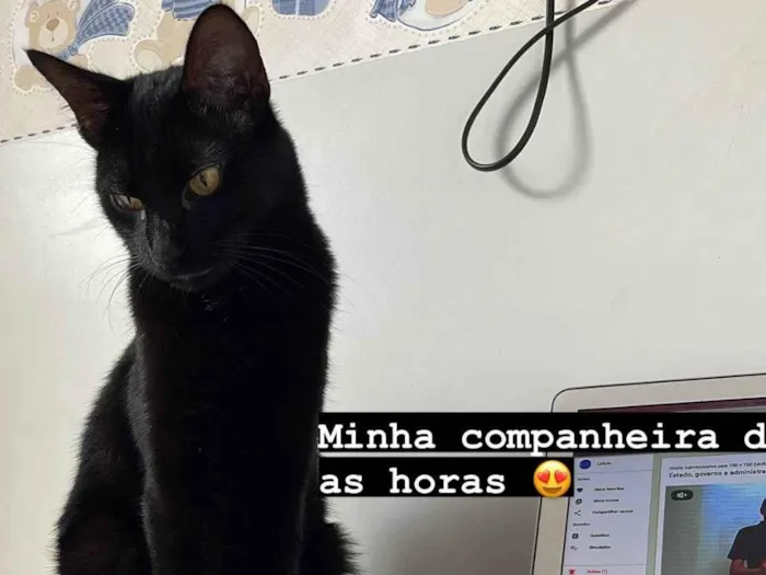 Gato ra a SRD-ViraLata idade 2 anos nome Luna 