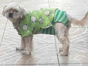 Cachorro raça Poodle idade 6 ou mais anos nome Mel