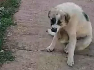 Cachorro raça Chow Chow idade 1 ano nome Betovem